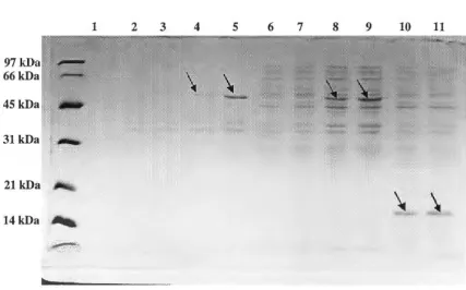 Figure 2. Coomassie stained gel of truncated A6 construct. Truncated constructed was 