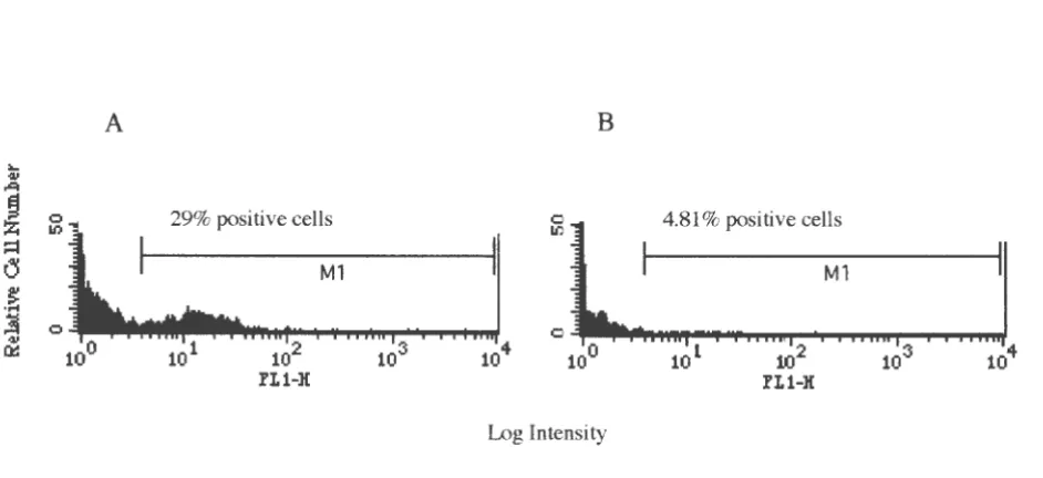 Figure 6. The percent binding of rbICAM-1 (A6 truncated) to 0.1 µg of recombinant protein bound 4.81 gated mononuclear cells from whole blood