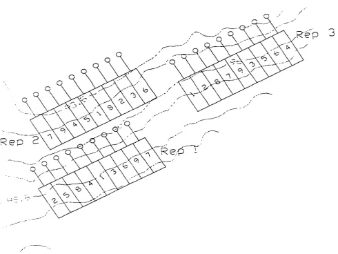 Figure 3-3. Experimental layout of plots for 9 treatments and 3 replications. 