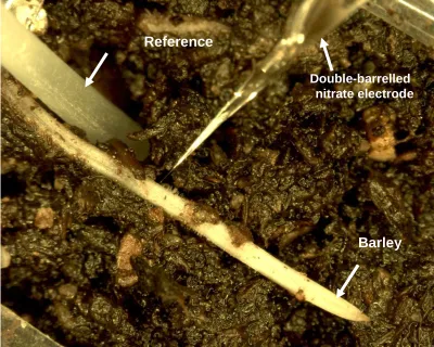 Fig 3. View under microscope of NO3--selective microelectrode tip and agar salt bridge reference   alongside a barley root tip growing in soil (magnification x20).