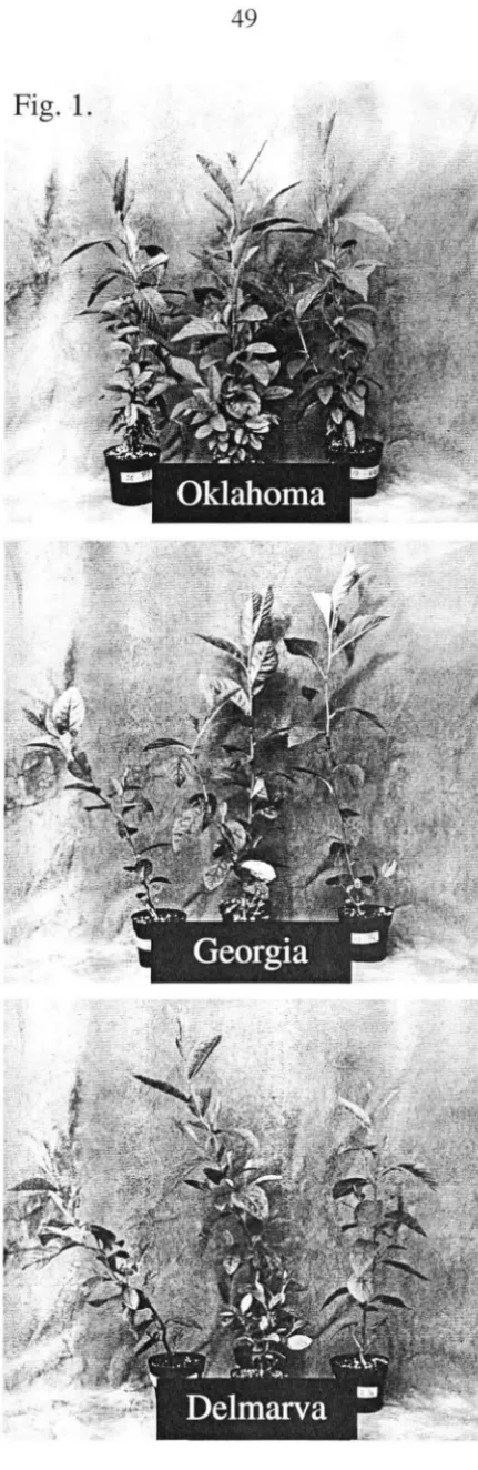 Fig. 1. 