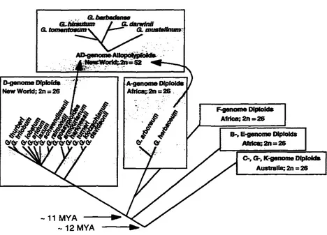 Figure I. the 1997; the diploid timing Small Phylogenetic hypothesis for the genus Gossypium showing relationships among (2n = 26) species, the origin of the allotetrapioid (2n = 52) species, and estimates of of the initial divergences within the genus (We