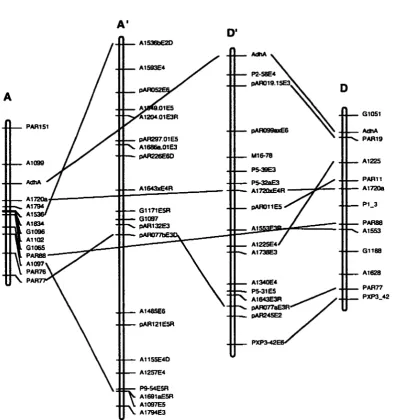 Figure 5. allotetraploid Wendel AdhA maps to homoeologous assemblage 8C of Brubaker, Paterson, and (1999) in both A- and D-genome diploid maps and in the D-subgenome of the map