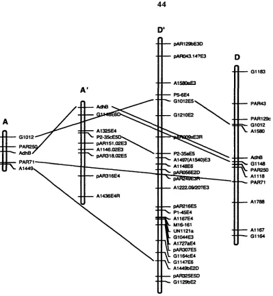 Figure 7. allotetraploid Wendel AdhB maps to bomoeologous assemblage 8A of Brubaker, Paterson, and (1999) in both A- and D-genome diploid maps and in the A-subgenome of the map