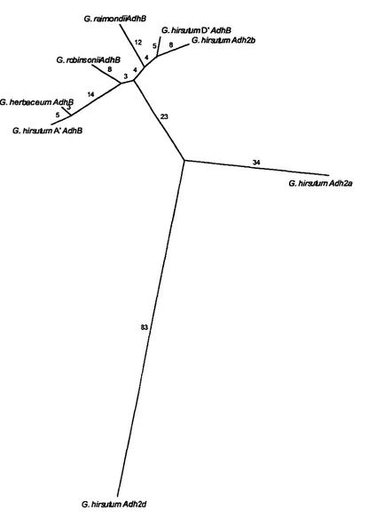 Figure 8. sequences, sister Index; to 0.98, Phylogenetic analysis of Gossypium AdhB and Adh2 (Millar and Dennis 1996) midpoint rooted, branch lengths shown above each branch