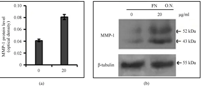 Figure 1. Effect of fibronectin (FN) on MMP-1 in MDA-MB-231 cells: MDA-MB-231 cells were grown in SFCM in absence (0) and in presence of 20 µg/ml coated FN for overnight (O.N.)