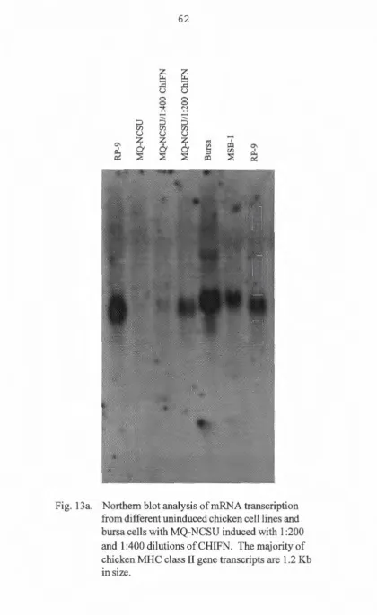 Fig. 13a. Northern blot analysis of mRNA transcription from different uninduced chicken cell lines and 
