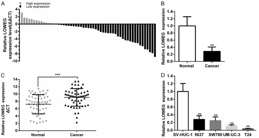 Figure 1. The lncRNA-LOWEG was down-regulated in bladder cancer. The relative expression levels of lncRNA-LOWEG were detected by using qRT- PCR
