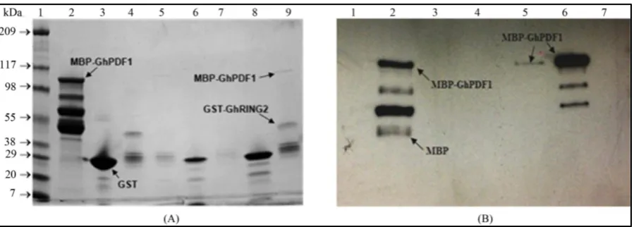 Figure 9. Pull down assays of interaction between GhRING2 and GhPDF1 via SDS-PAGE (A) and Western analyses (B)