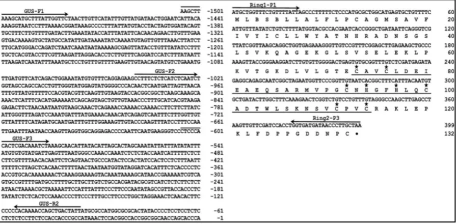 Figure 1. Nucleotide and derived amino acid sequences of cotton GhRING2 Gene. The promoter region and ORF were des-ignated from −1 to −1506 nt and 1 to 399 nt