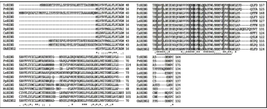 Figure 2. Comparison of amino acid sequences of twelve plant RING proteins. Multiple sequence alignment was performed using the Clustal method