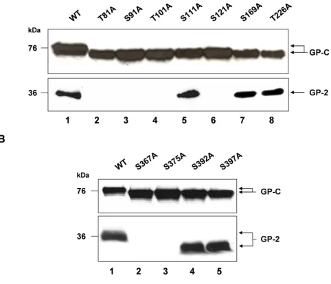 Figure 2Proteolytic processing of N-glycosylation mutantsantiserum rb-Proteolytic processing of N-glycosylation mutants