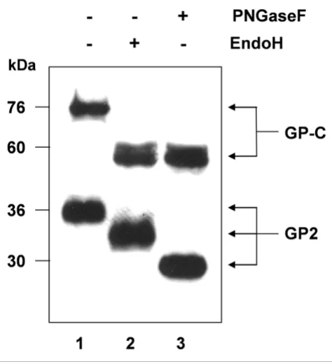 Figure 4glycoproteinGlycosidase sensitivity of cell surface transported Lassa virus Glycosidase sensitivity of cell surface transported Lassa virus glycoprotein