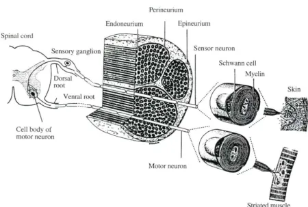Figure 2.1. Schematic representation of the structure of a typical mammalian peripheral nerve (Junqueira et al., 1983; Fig
