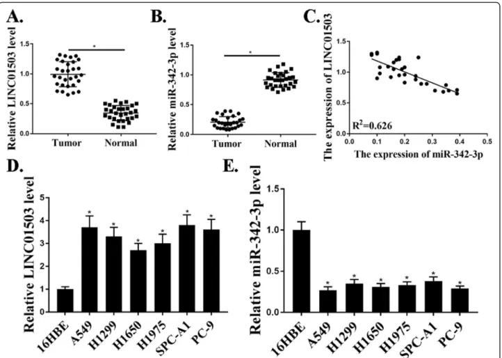 Fig. 1 Up-regulation of LINC01503 in NSCLC patients and NSCLC cells. a. Relative expression of LncRNA-LINC001503 in NSCLC samples and adjacent normal samples ( n = 30)