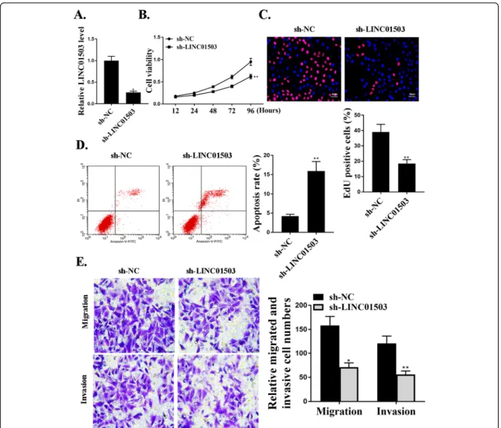Fig. 2 LINC01503 promotes proliferation, migration, and invasion of NSCLC cells in vitro