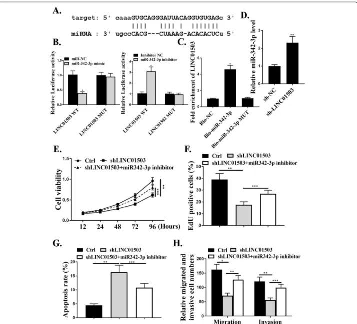 Fig. 4 MiR-342-3p is a target of LINC01503 and LASP1 is a target of miR-342-3p. a. The putative target sequence for miR-342-3p on the 3 ′-UTR of LINC01503