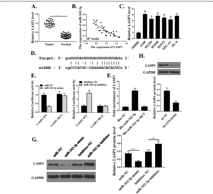 Fig. 5 LASP1 is the target ofmiR-342-3p. a. Relative expression of LASP1 in NSCLC samples and adjacent normal samples ( n = 30)