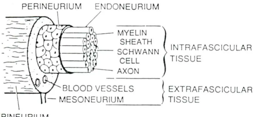 Figure 2.1: Schematic representation of the structure of a mammalian 