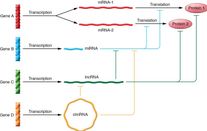 Figure 1. The complexity of noncoding RNA gene networks. In this scenario, four genes are transcribed
