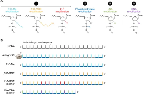 Figure 2. Oligoribonucleotide modifications for therapeutic delivery. (A) Various oligoribonucleotide (ORN) modifications have been developed to improve RNA stability, including (i) substitutions of the 2′-OH of the ribose sugar, such as 2′-O-methyl (2′-OM