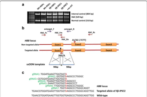 Fig. 1 Strategy to target HbE mutation in Eoligo donor (ssODN) template to repair the mutation.β-iPSCs using CRISPR/Cas9 to induce a double-stranded break at the HBB locus and a single-stranded a Multiplex PCR analysis for HbE mutation