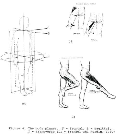 Figure 4 . The body planes. T - transverse (Dl 