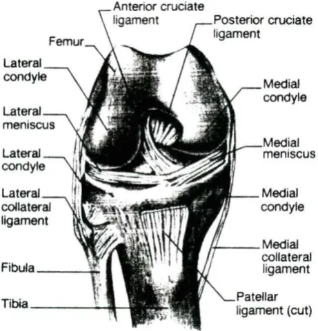 Figure 5. The basic anatomy of the knee joint (Hole, 1984) 