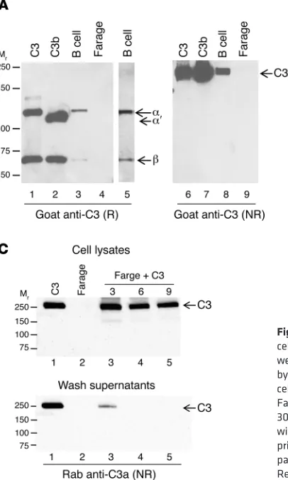 Figure 1. Human cell lines demonstrate uptake of C3 from an exogenous source. (cell equivalents; Farage, 6.3 × 10Representative blot of 4 (with commercially available purified C3 and washed 3 (lane 3), 6 (lane 4), or 9 (lane 5) times prior to preparation o