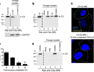 Figure 2. Loading of C3(HFarage cells with (2O) is specific. Uptake of C3(H2O) versus native C3 was investigated by incubating A) 20 μg/ml of a commercially available C3 preparation (C3) or a freshly purified C3 prepara-