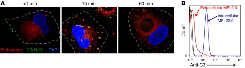 Figure 3. C3 is localized to intracellular compartments following rapid uptake. (A) Representative confocal microscopy images showing that exogenously added C3 colocalizes to early endosomes