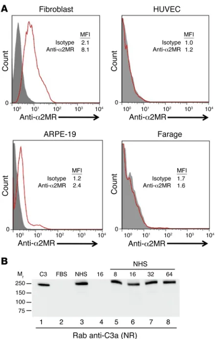 Figure 4. α2MR-independent uptake of C3. (A) Analysis of α2MR expres-sion on the indicated cell lines by flow cytometry