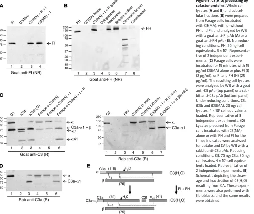 Figure 6. C3(H2O) processing by cofactor proteins. Whole cell 