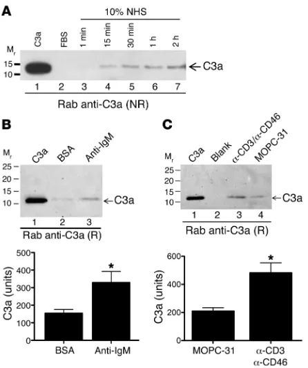 Figure 7. Intracellular C3a generation from loaded C3(H2age cells (following cell activation