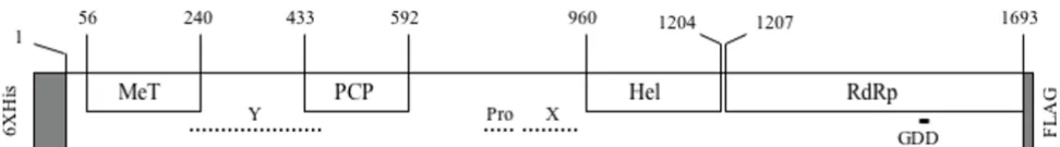 Figure 1The HEV ORF1 polyproteinThe Y, proline-rich (Pro) and X regions with no predicted function are also shown