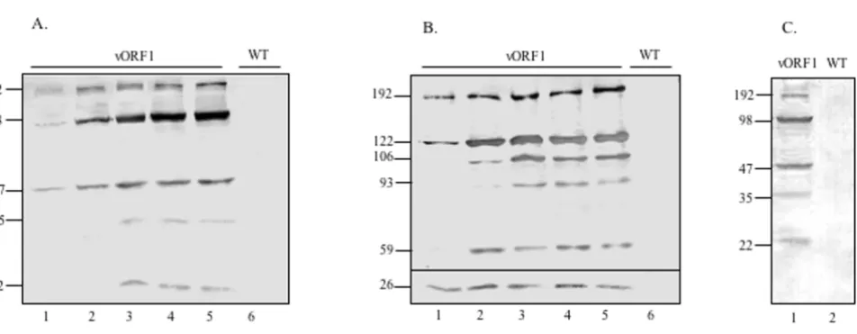 Figure 2Expression and processing of the ORF1 polyproteinvested at various times post-infection and the lysates subjected to SDS-PAGE and western blotting with anti-His (A) or anti-Expression and processing of the ORF1 polyprotein