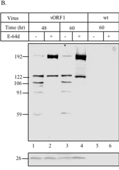 Figure 3Effect of E-64d on ORF1 polyprotein processing(B) antibodies (lanes 1–4). Lysates from wild type AcMNPV infected cells were similarly analyzed at 48 hr after E-64d addition medium containing 200 (lanes 5–6)