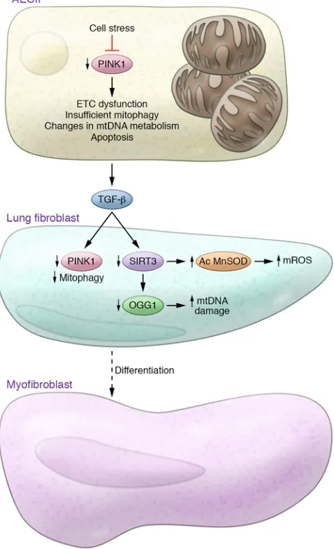 Table 1. Aging mitochondria in the lung