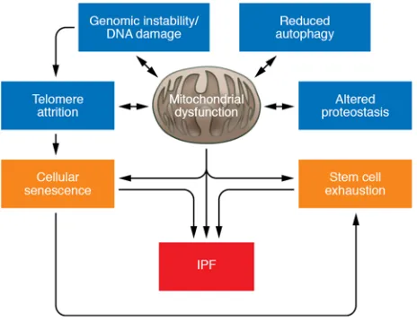 Figure 2. Mechanisms of aging and the pathogenesis of IPF. Several of the aging cell perturbations associated with IPF lungs converge to produce mitochondrial dysfunction, including DNA damage/genomic instability, altered proteostasis, reduced autophagy, a