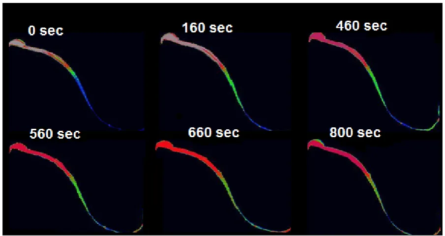 Figure 3. Ca2+ changes of sperm samples treated by 10 mM NH4Cl. 