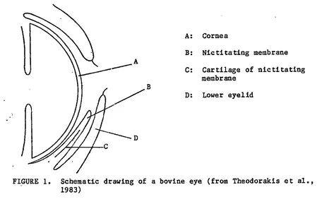 FIGURE 1. Schematic drawing of a bovine eye (from Theodorakis et al., 