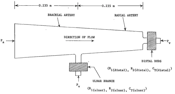 FIGURE 3. A schematic of the arteries in the human arm (P and p are the arterial a v and venous pressures, respectively, and (R1, R2, CT) is a parameter triplet characterizing the corresponding peripheral bed.) 