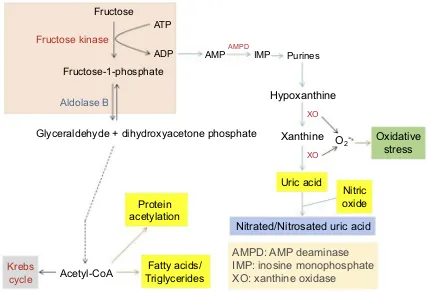 Figure 3 Pathways of fructose metabolism and detrimental consequences. Major abnormalities resulting from fructose metabolism are shown in the graph, whichinclude potential ATP depletion, accumulation of uric acid that gives rise to gout and hypertension, and nonalcoholic fatty liver disease as well as increased proteinacetylation.