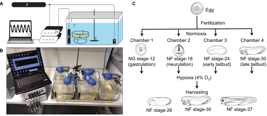 Figure 1 Experimental setup.Notes: (A) Schematic representation of hypoxia chamber setup
