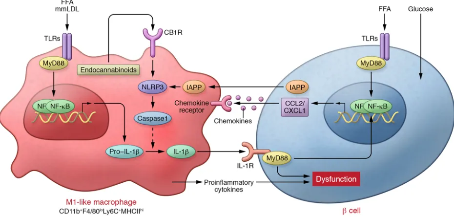 Figure 1. M1-like polarization of islet macrophages plays important roles in islet inflammation and β cell dysfunction in T2D