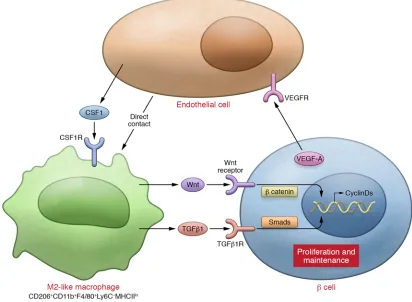 Figure 2. M2-like polarization of islet macrophages plays key roles in the proliferation and physiologic maintenance of βvironment necessary for  cells