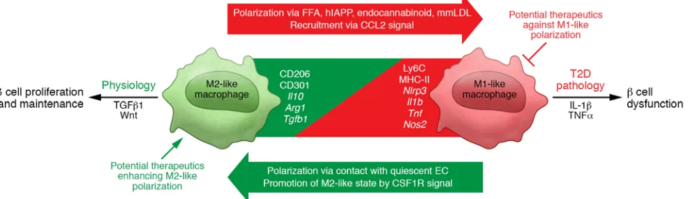 Figure 3. Overview of islet macrophage biology in the context of normal physiology and T2D pathology