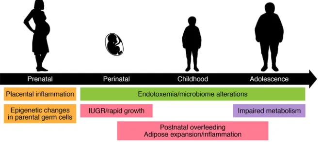 Figure 2. A developmental framework for the initiation of metainflammation. Throughout the life-course there are multiple initiating events that can lead to the expansion of adipose tissue and sys-temic chronic inflammation
