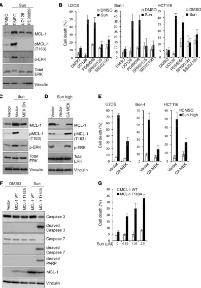 Figure 7. Dual modulation of ERK phosphorylation contributes to modulation of MCL-1 phosphorylation and levels by sunitinib