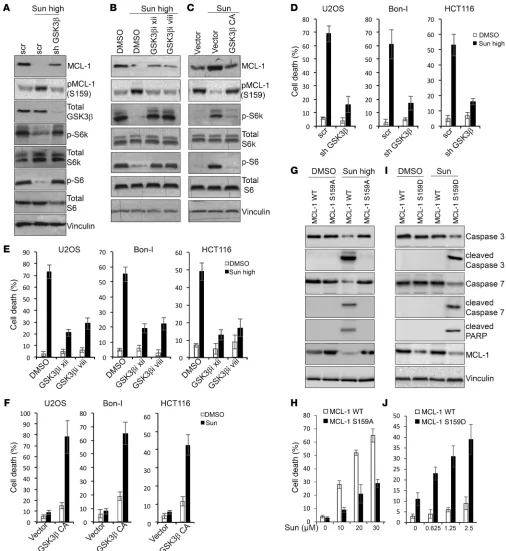 Figure 8. Dual modulation of GSK3β phosphorylation contributes to modulation of MCL-1 phosphorylation and levels and mTOR activity in response to sunitinib
